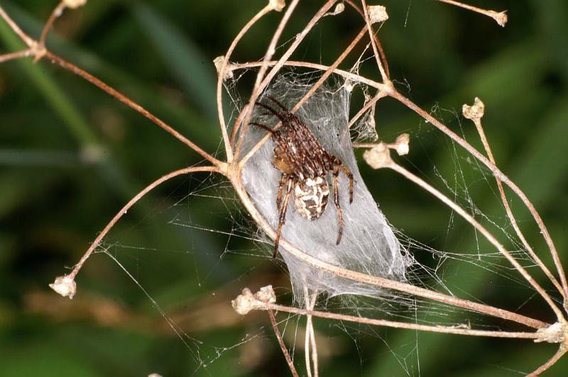 Larinioides_cornutus_D5051_Z_87_Les Gris_Frankrijk.jpg